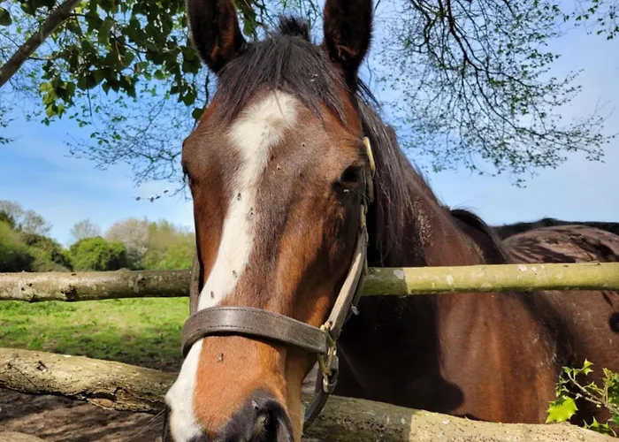 -maison Entière -balancoire En Intérieur-parking Privé -coeur Historique -la Clef De Hébergement de vacances